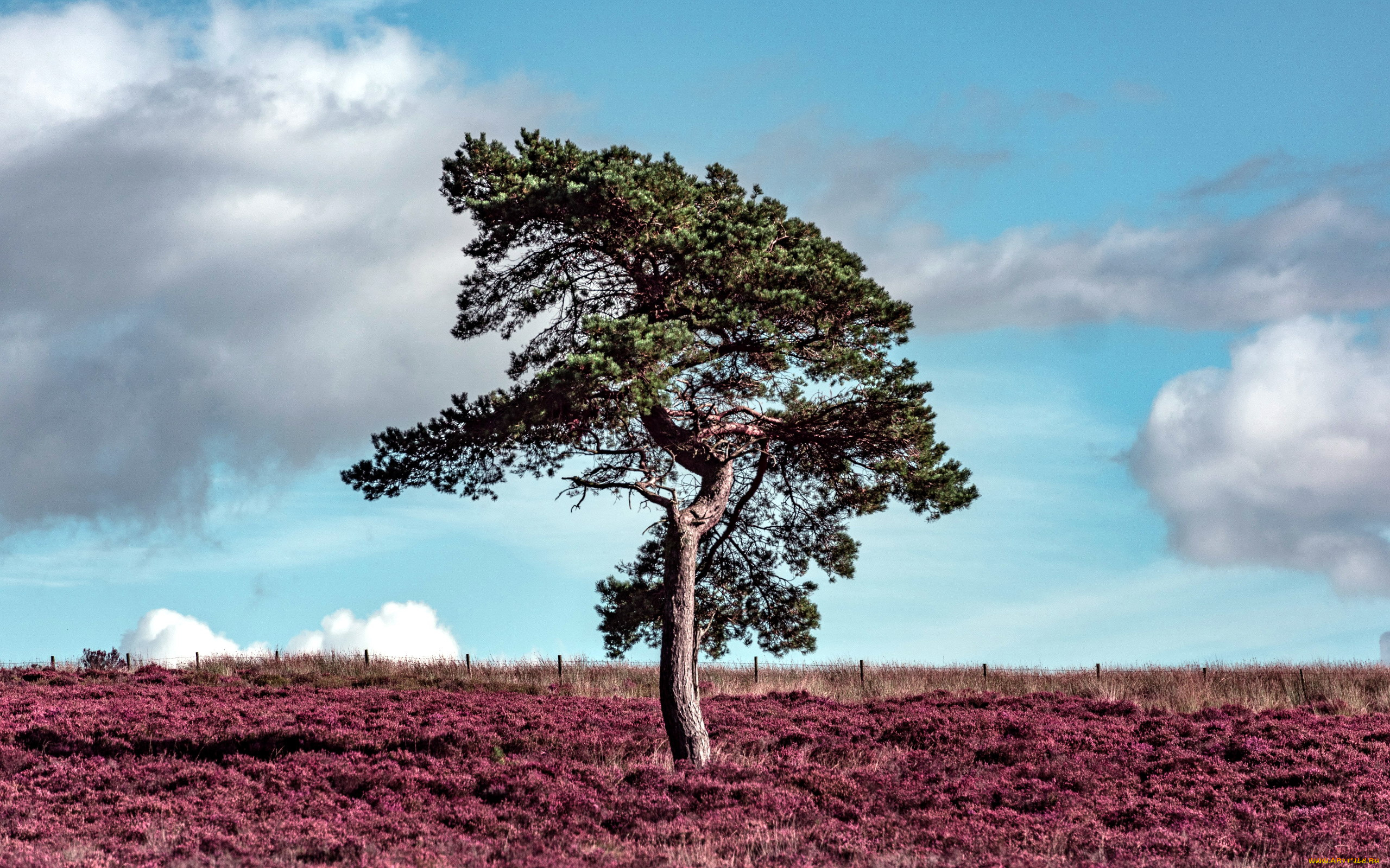 природа, деревья, вереск