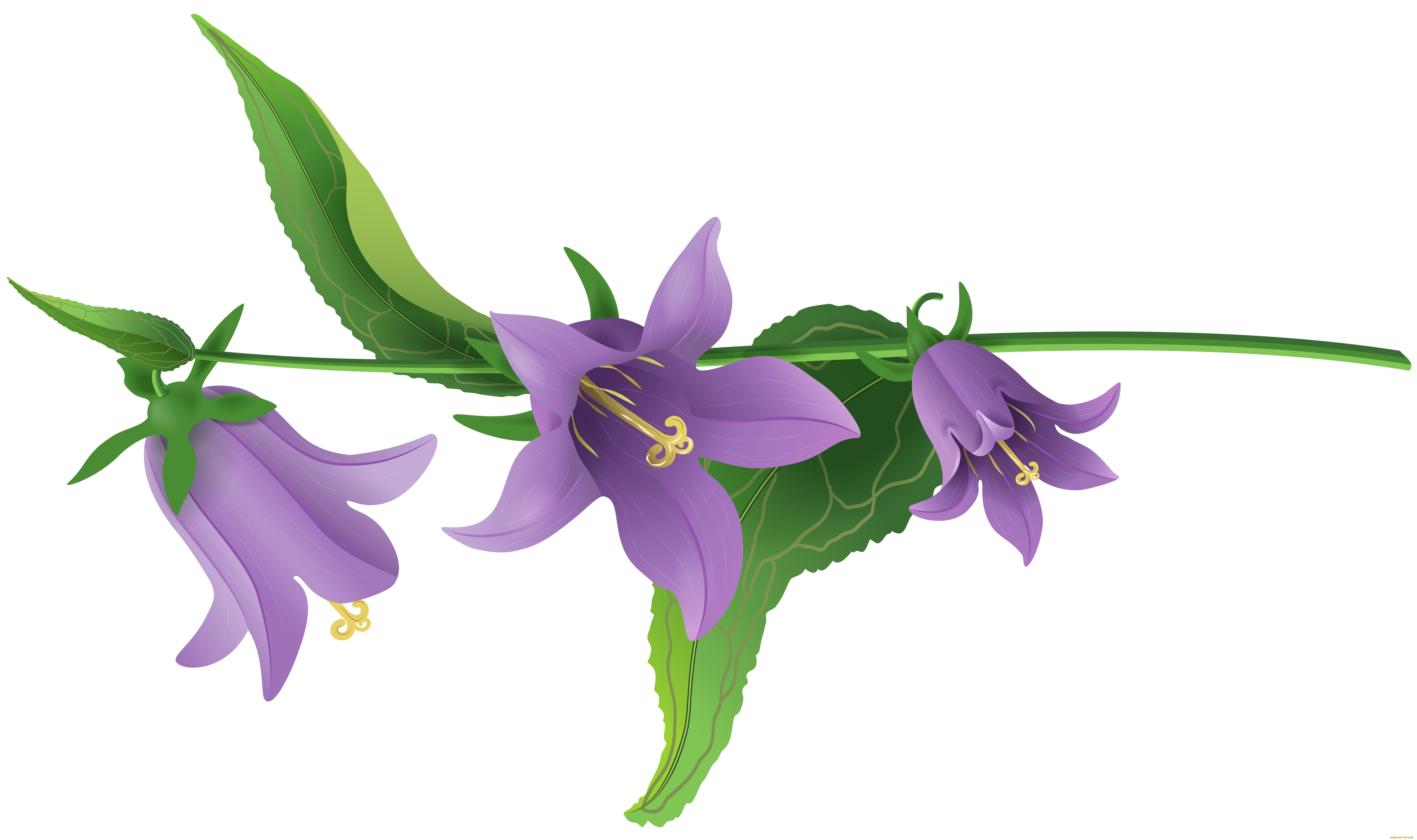 векторная, графика, цветы, , flowers, цветы, фон, лепестки