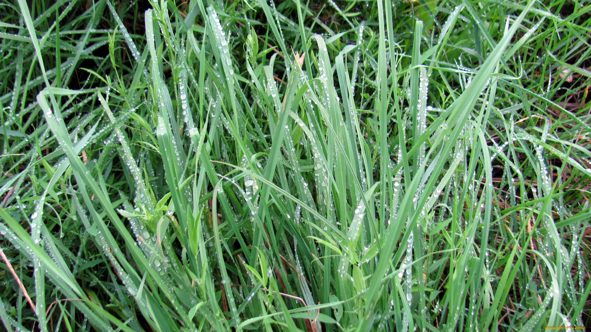 природа, макро, трава, роса