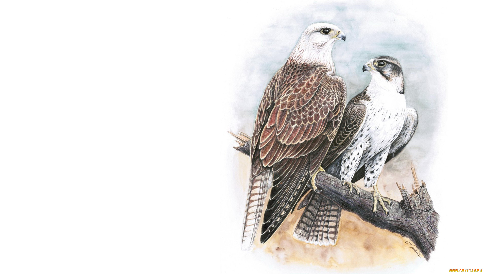 рисованное, животные, , птицы, птицы, пара, соколы