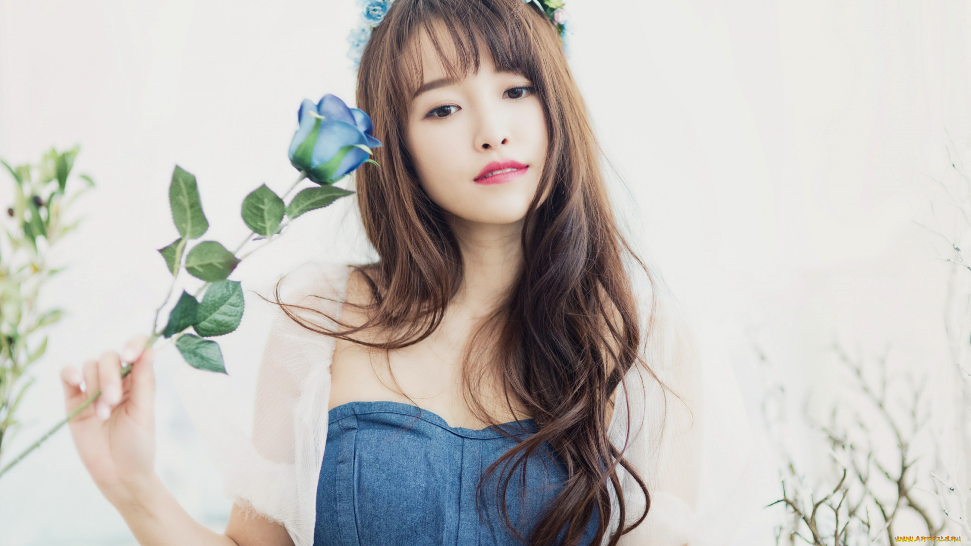 девушки, -, азиатки, азиатка, роза, голубая