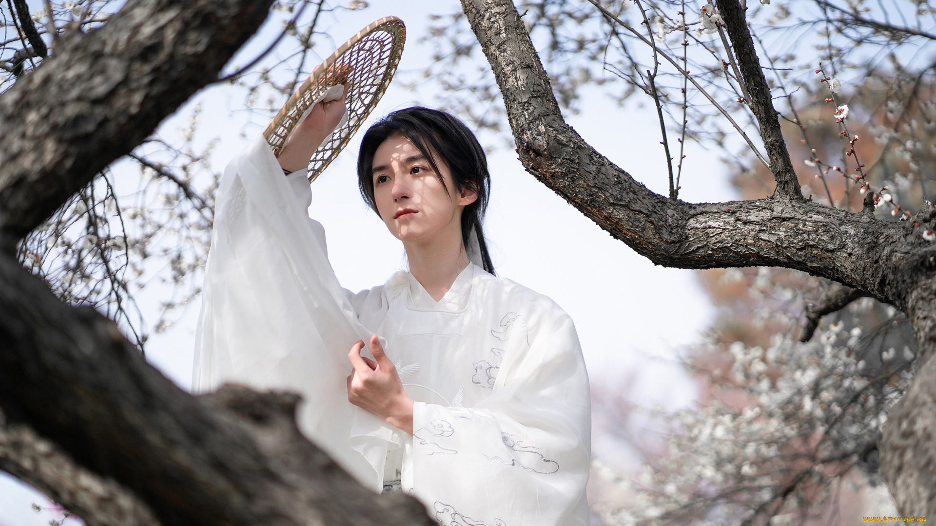 мужчины, -, креатив, , косплей, парень, костюм, шляпа, дерево, цветение