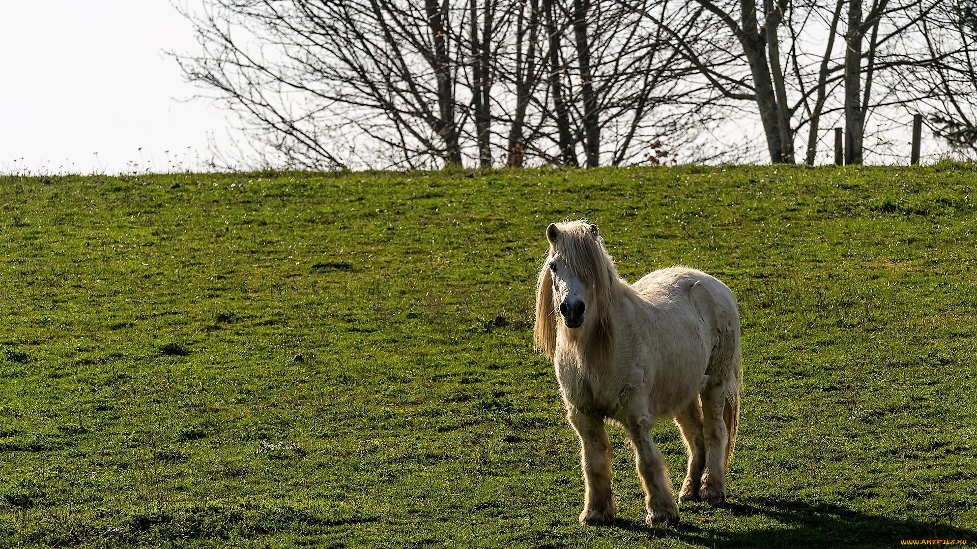 животные, лошади, пони, белый, луг