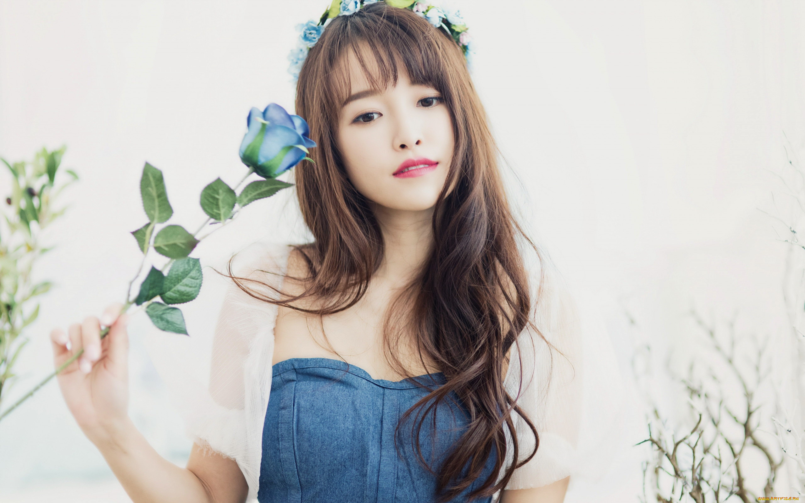 девушки, -, азиатки, азиатка, роза, голубая