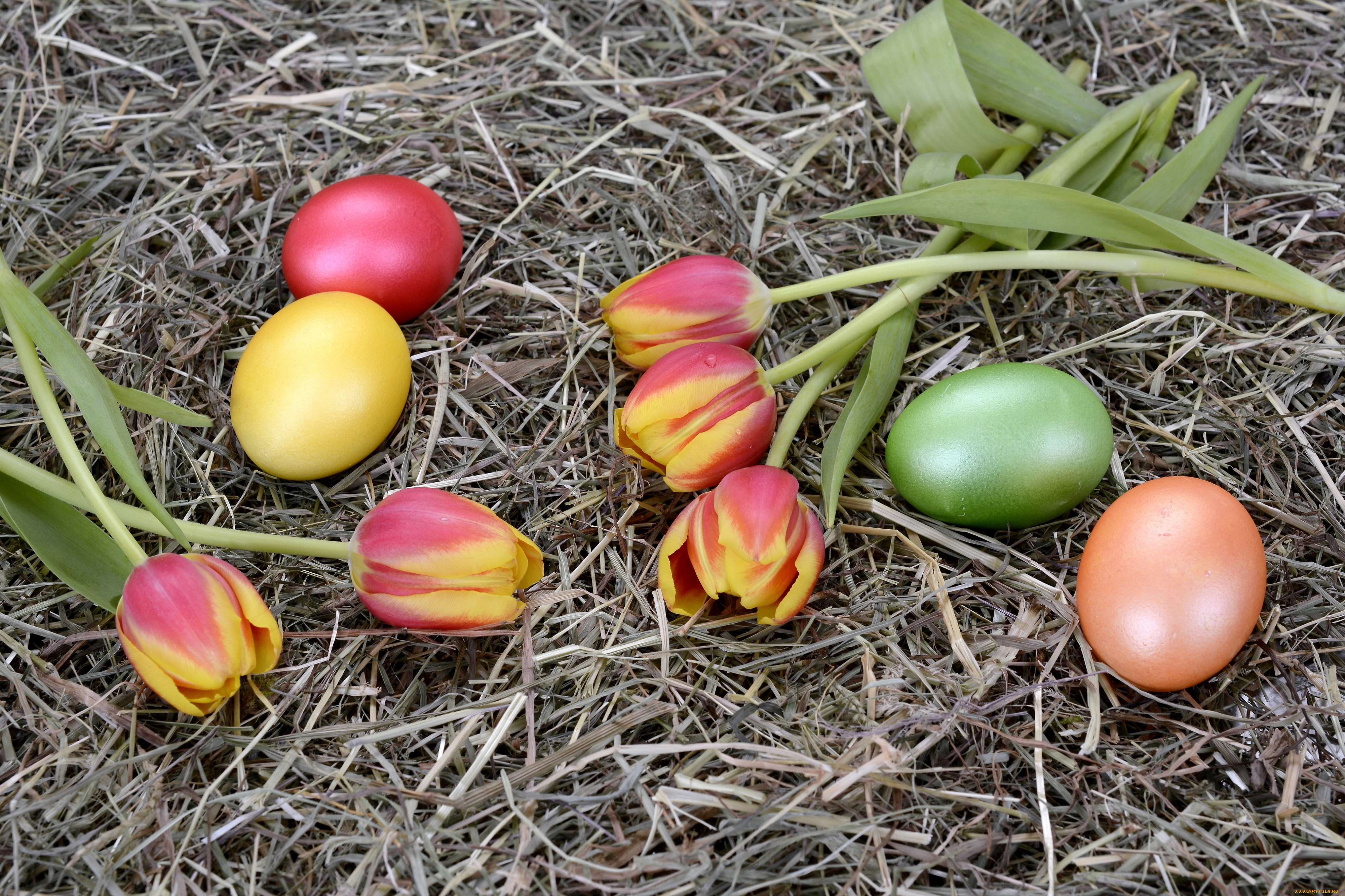 праздничные, пасха, яйца, гнездо, тюльпаны