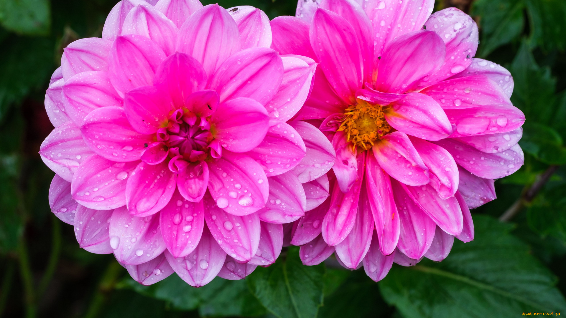 цветы, георгины, дуэт, капли