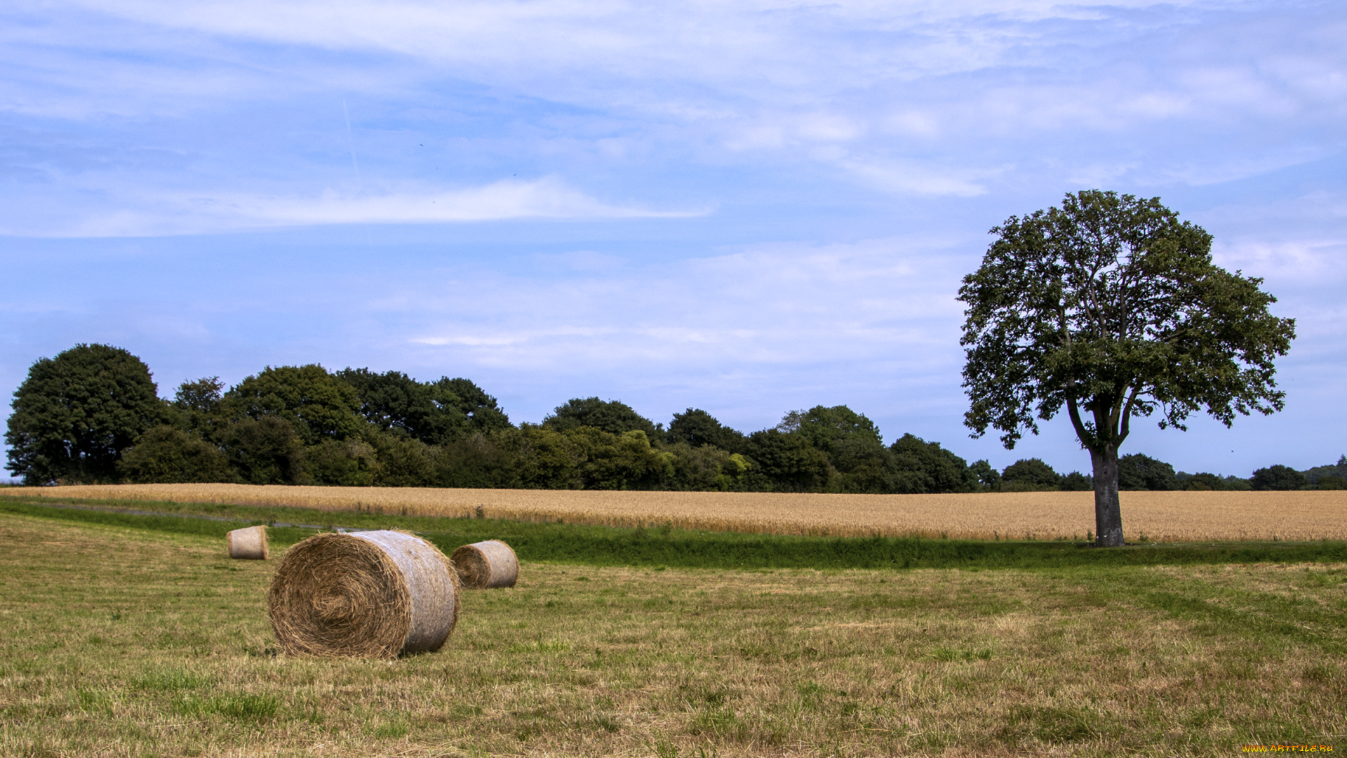 природа, поля, поле