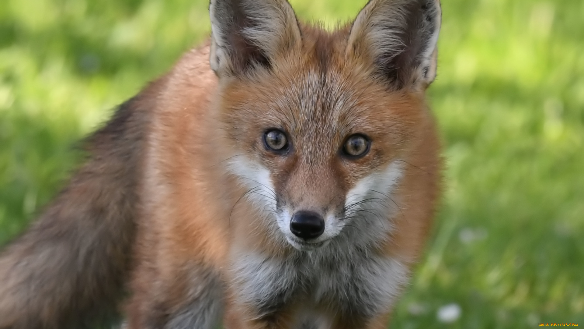 животные, лисы, лиса