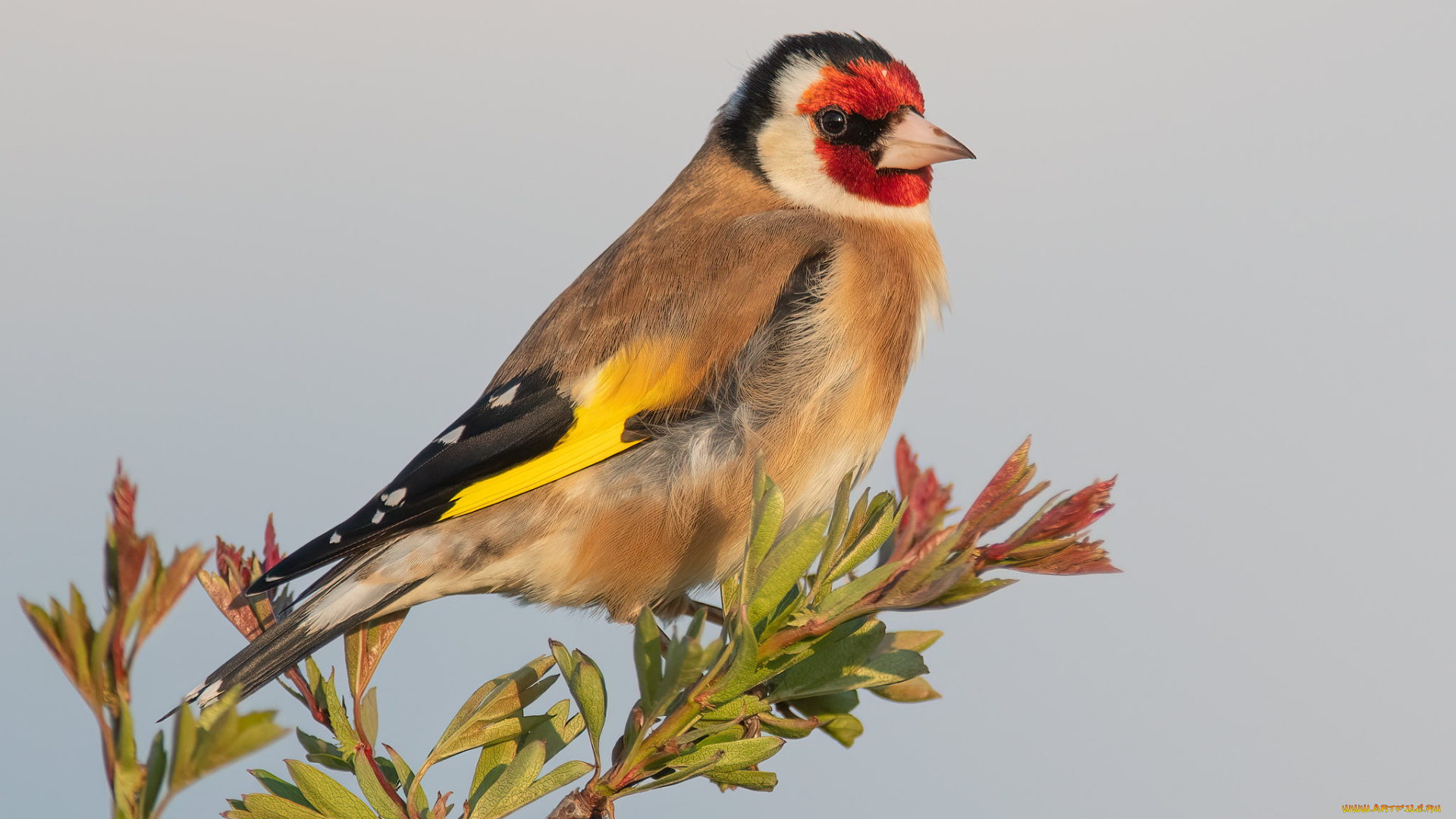 животные, птицы, птица