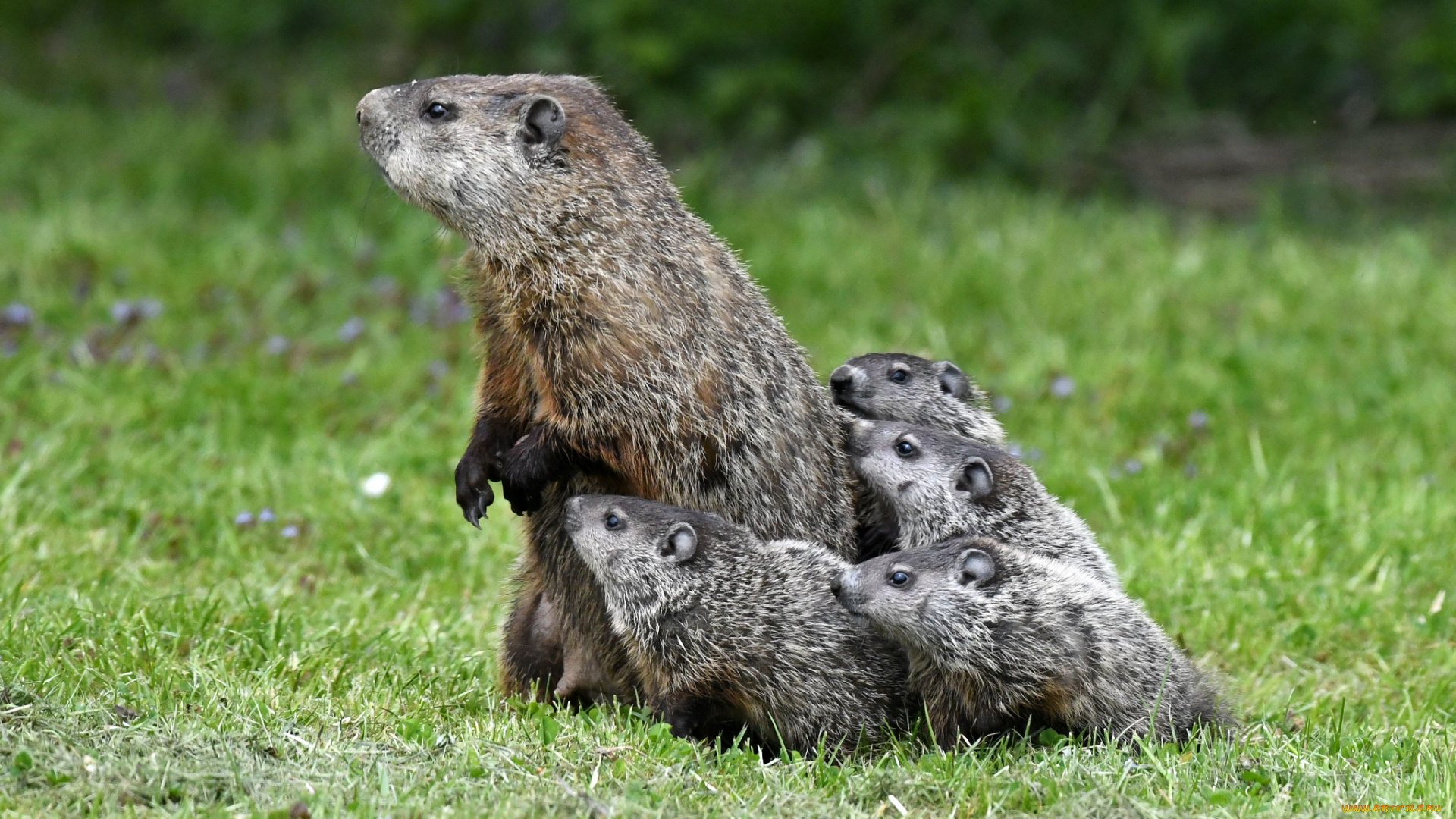 животные, суслики, , сурки, грызуны
