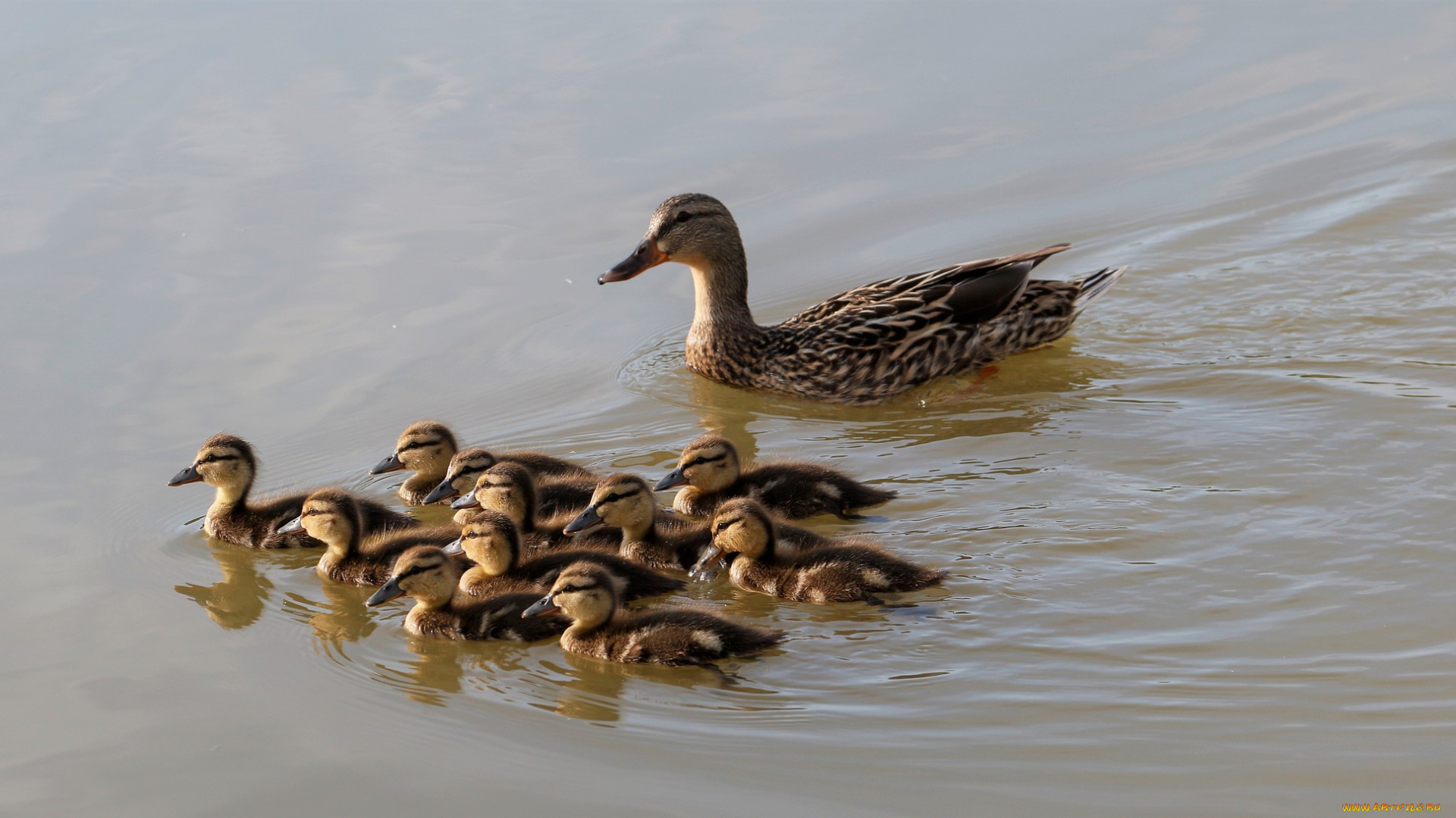 животные, утки