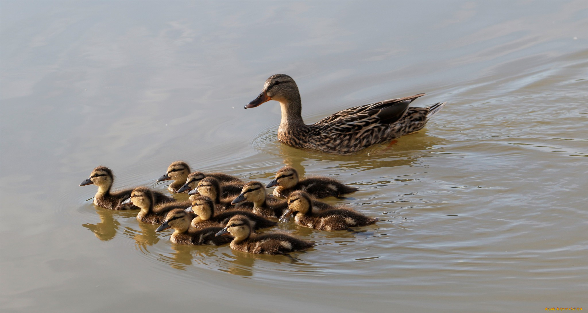 животные, утки