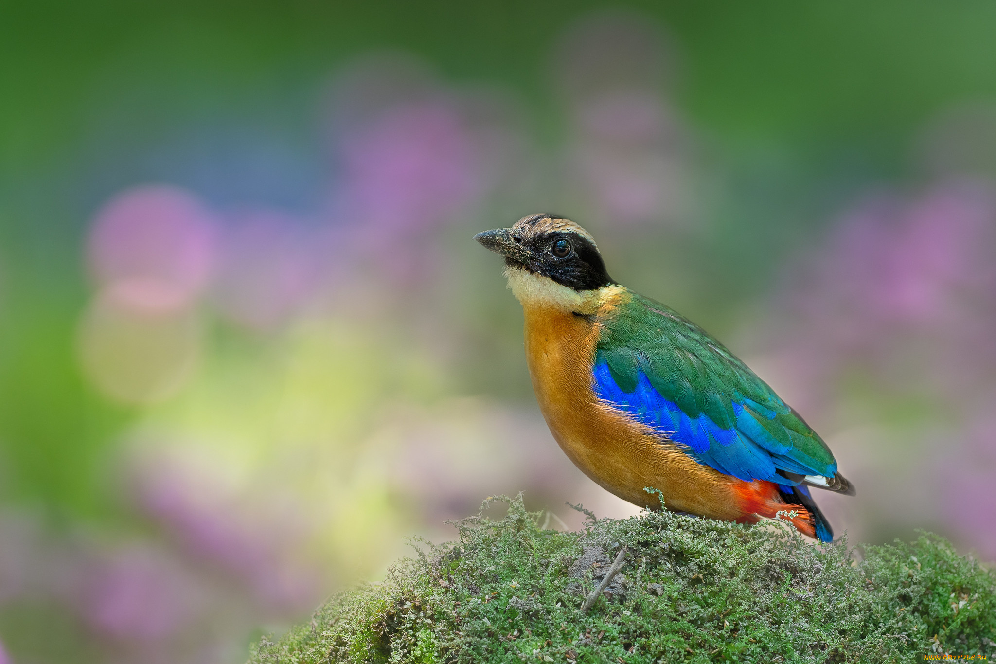 животные, питты, птица