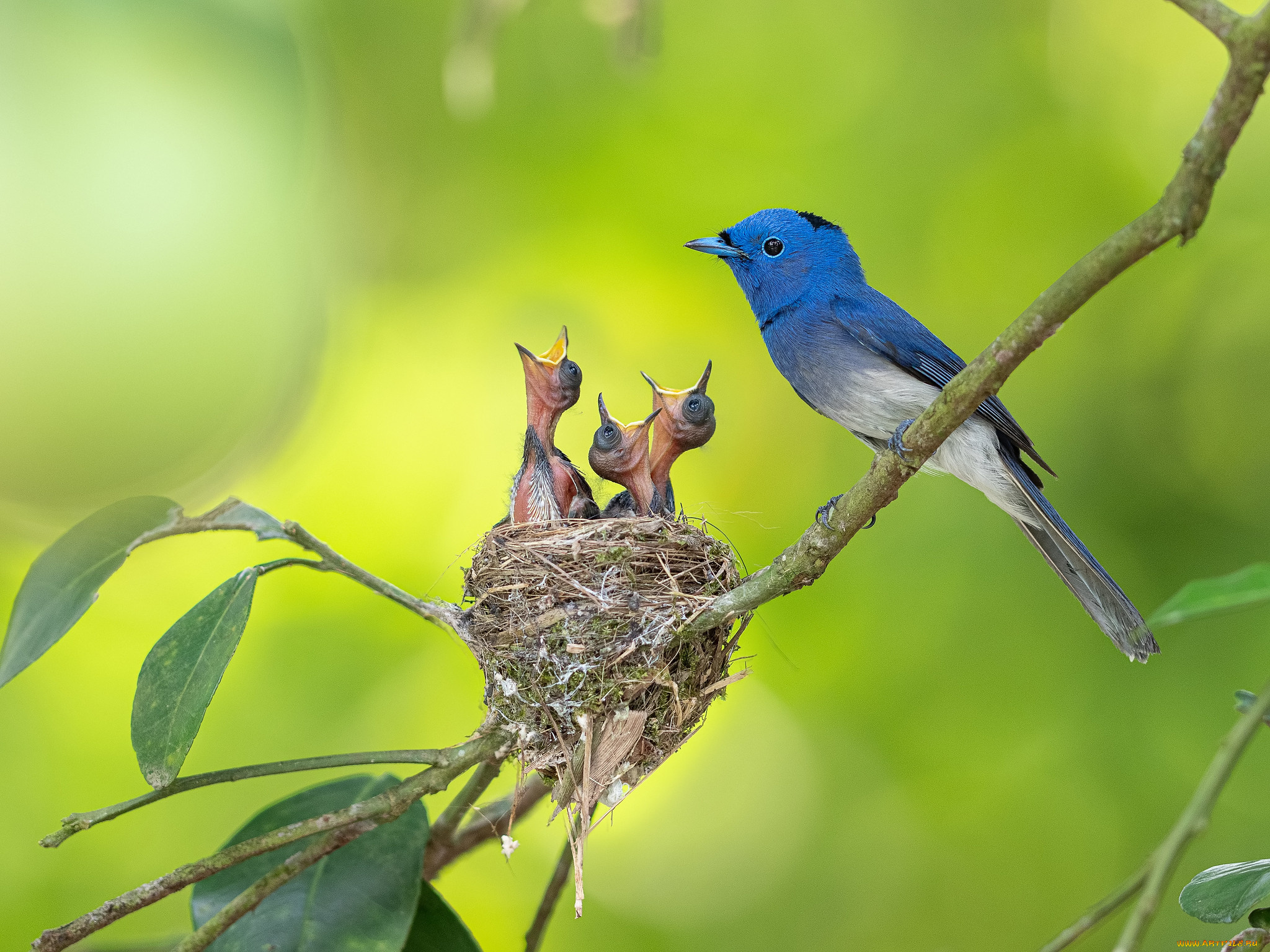 животные, гнезда, птиц, гнездо
