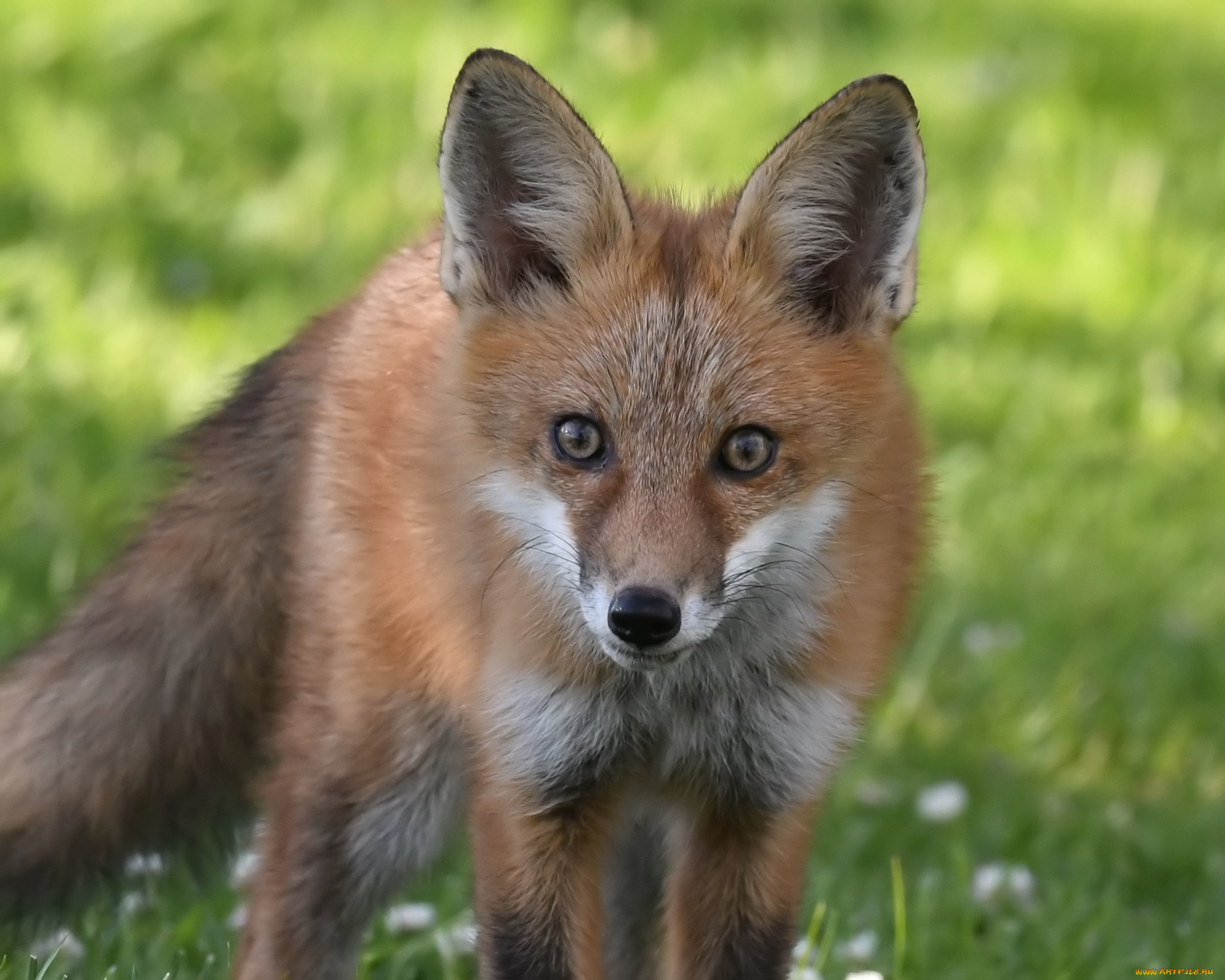 животные, лисы, лиса