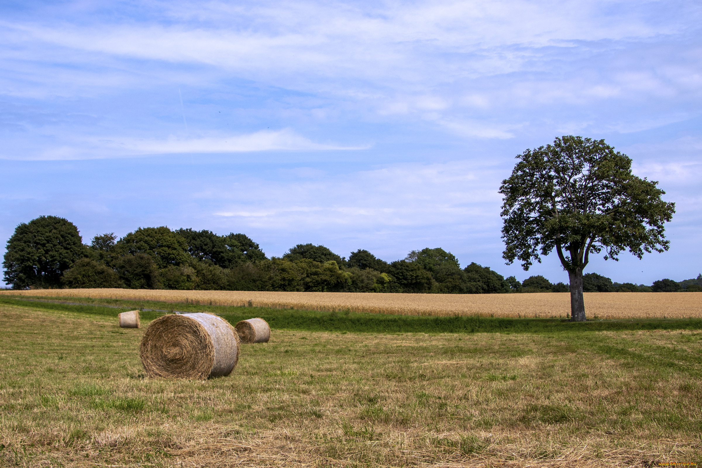 природа, поля, поле