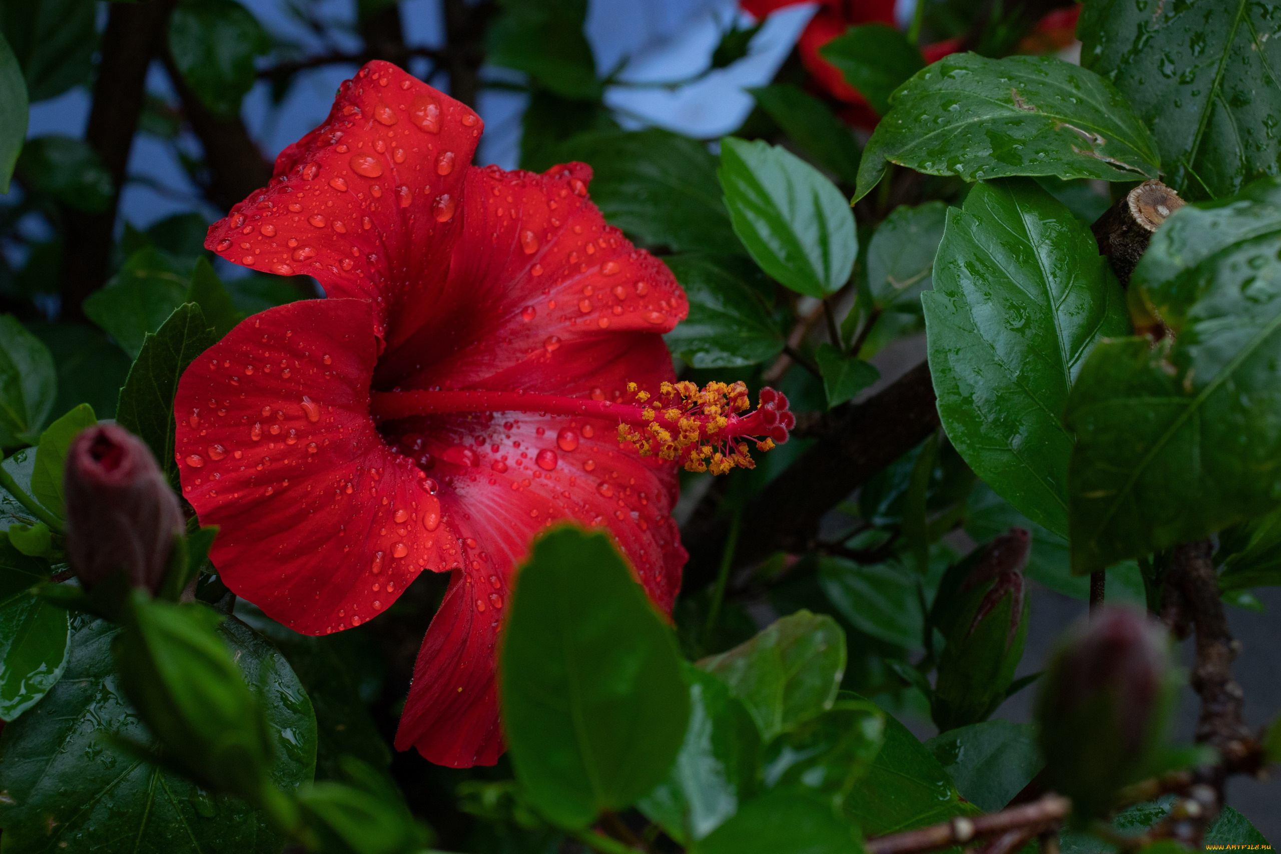 цветы, гибискусы, алый, гибискус, капли