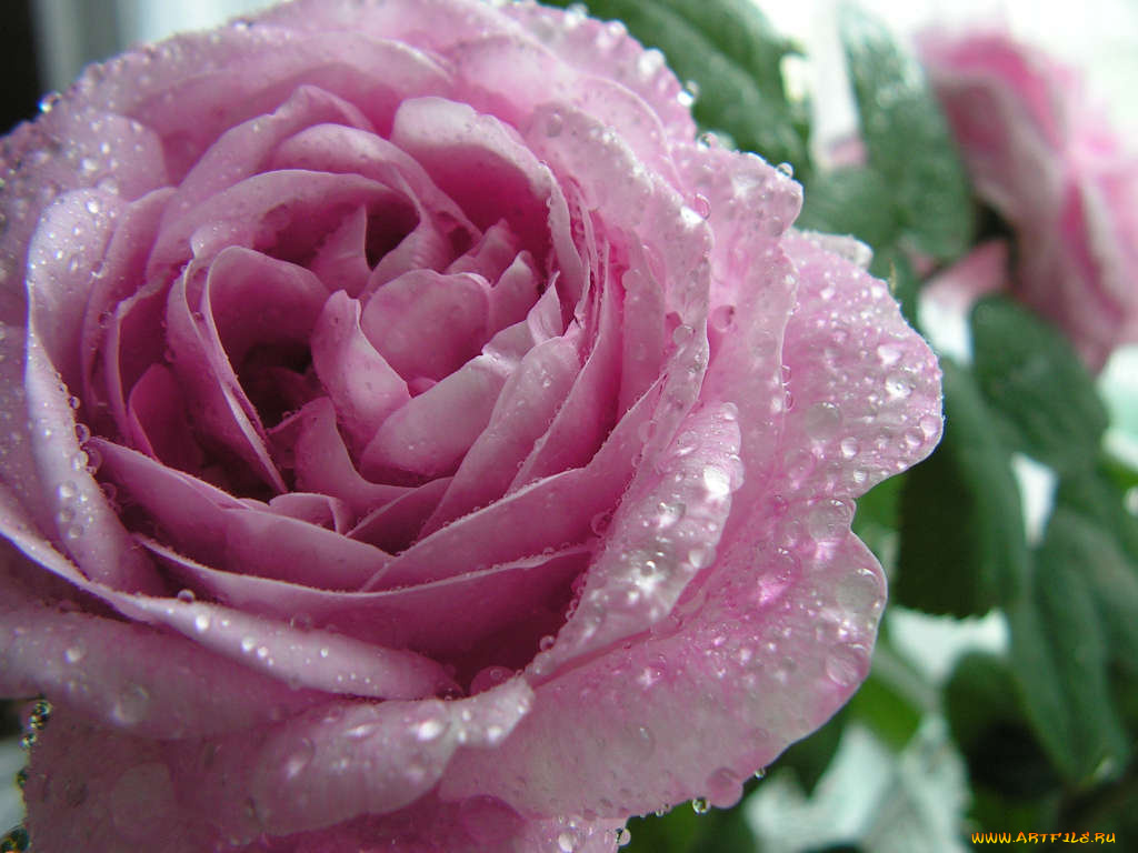 цветы, розы