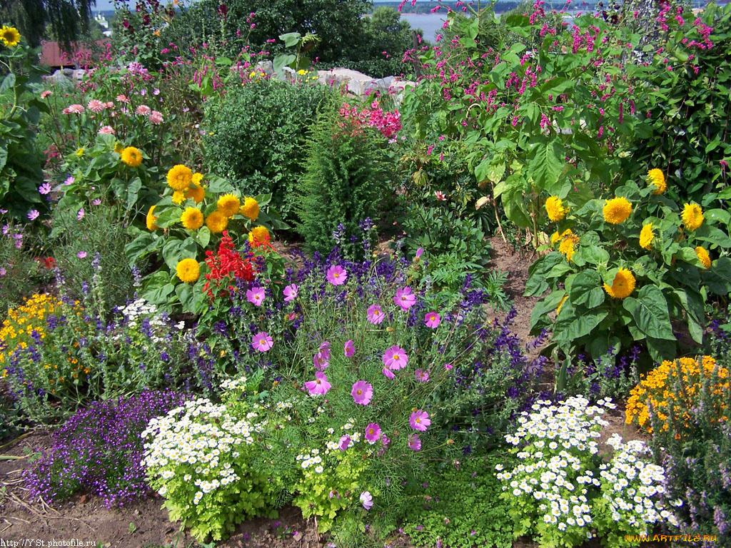 клумба, цветы, разные, вместе