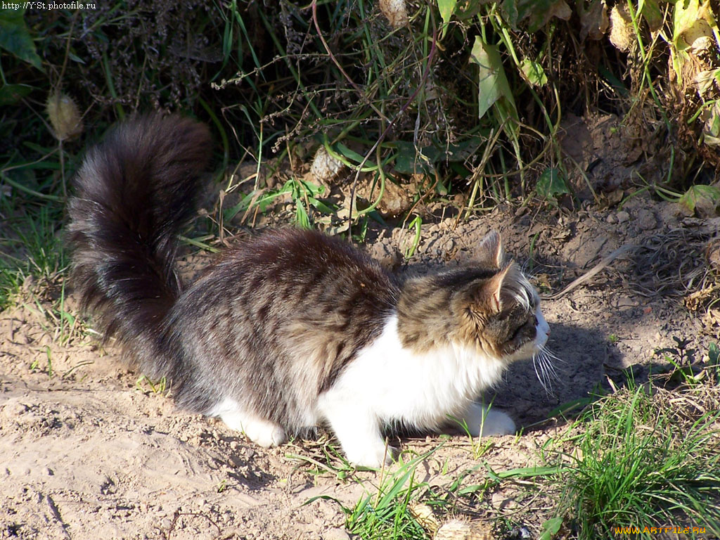 котенок, животные, коты