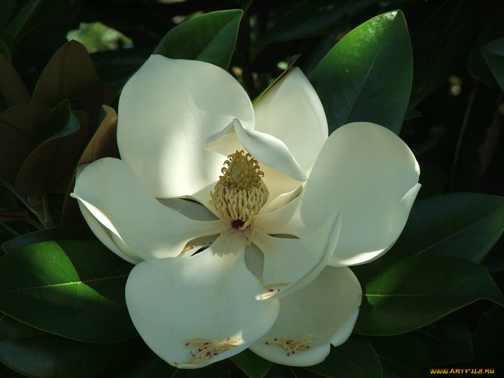магнолия, цветы, магнолии