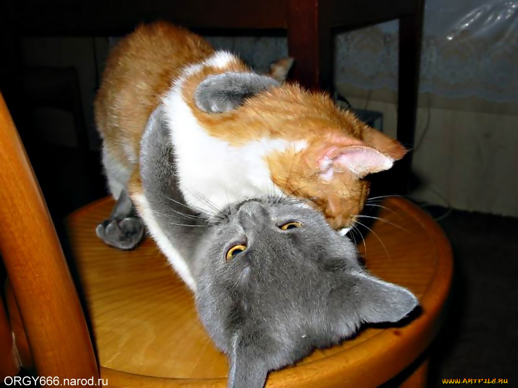 животные, коты