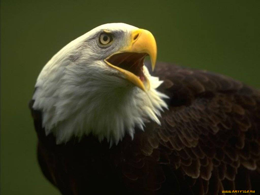 животные, птицы, хищники