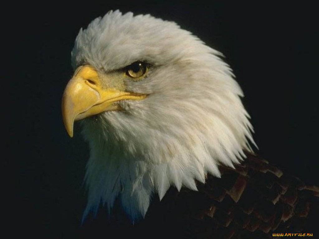 животные, птицы, хищники