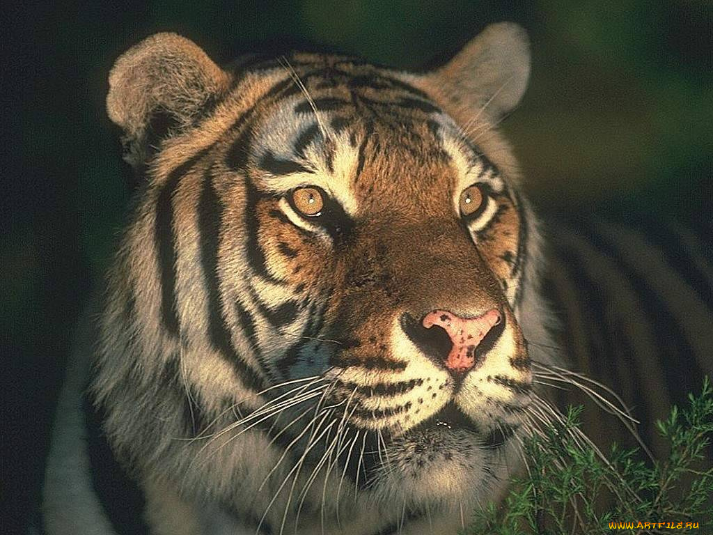 животные, тигры