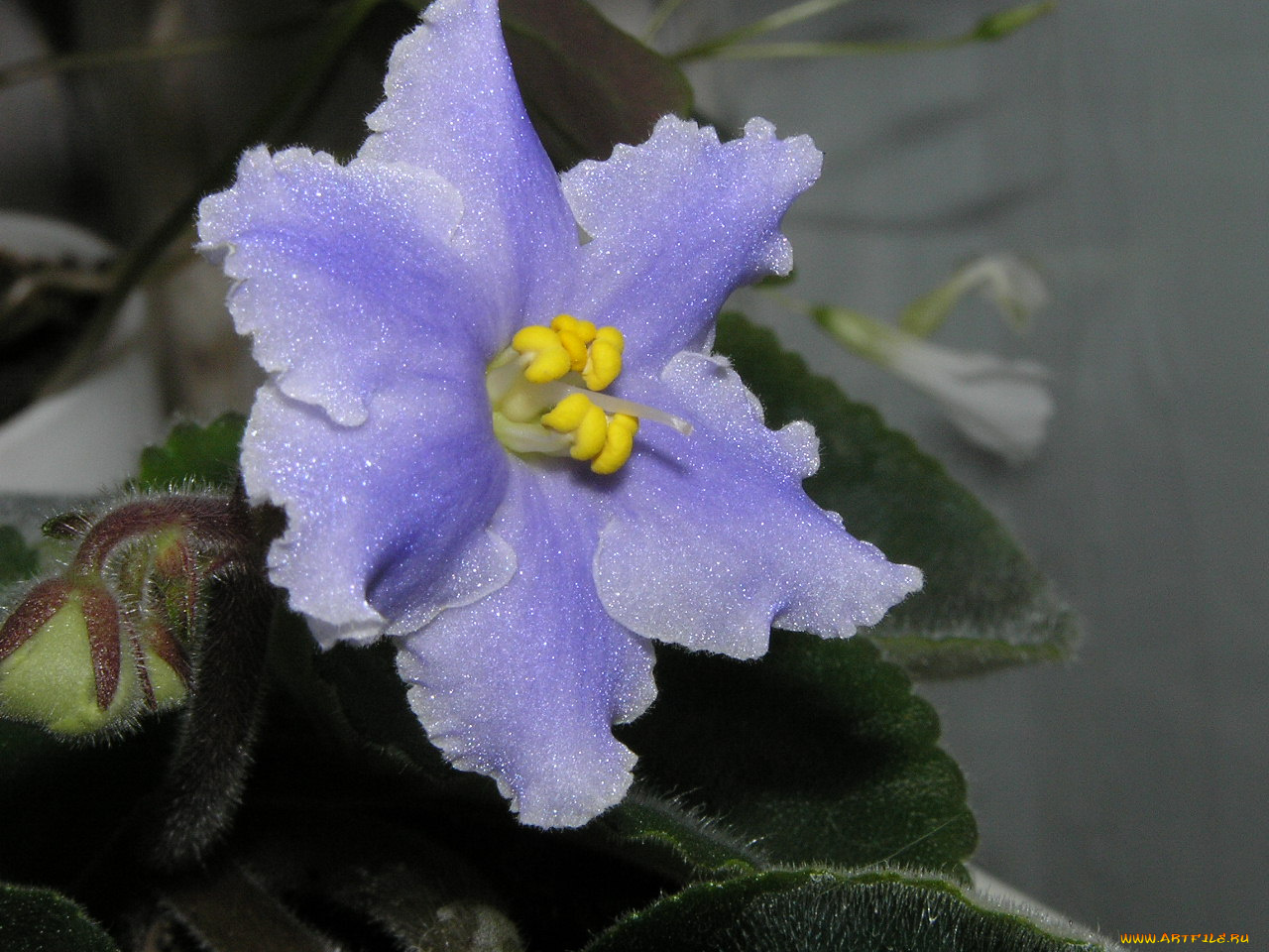 цветы, фиалки