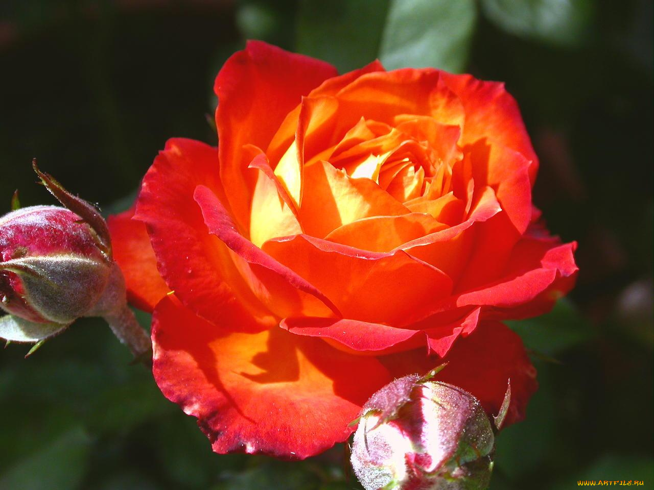 цветы, розы