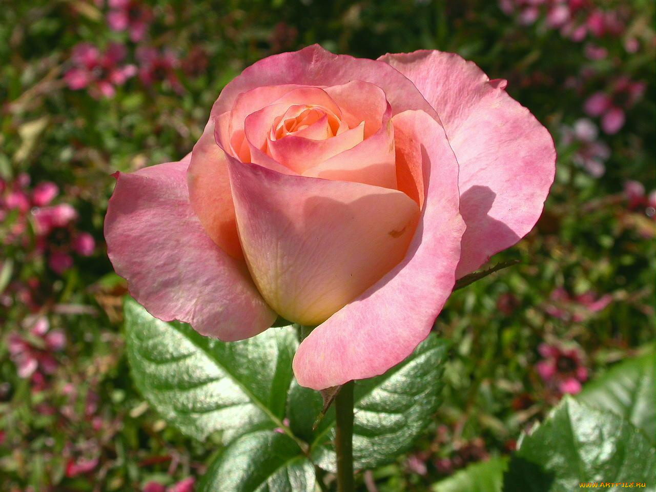 цветы, розы