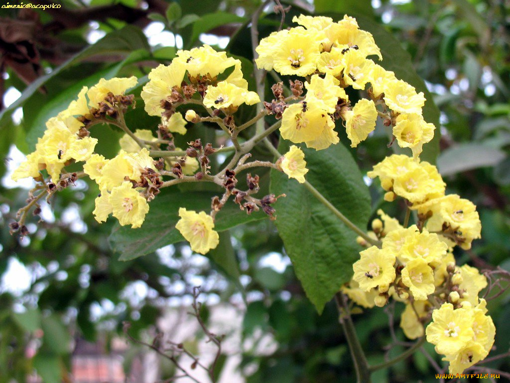 цветы, цветущие, деревья, кустарники