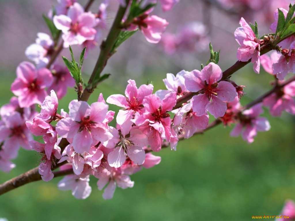 цветы, цветущие, деревья, кустарники