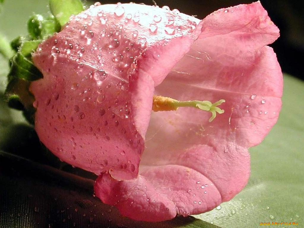 цветы, колокольчики