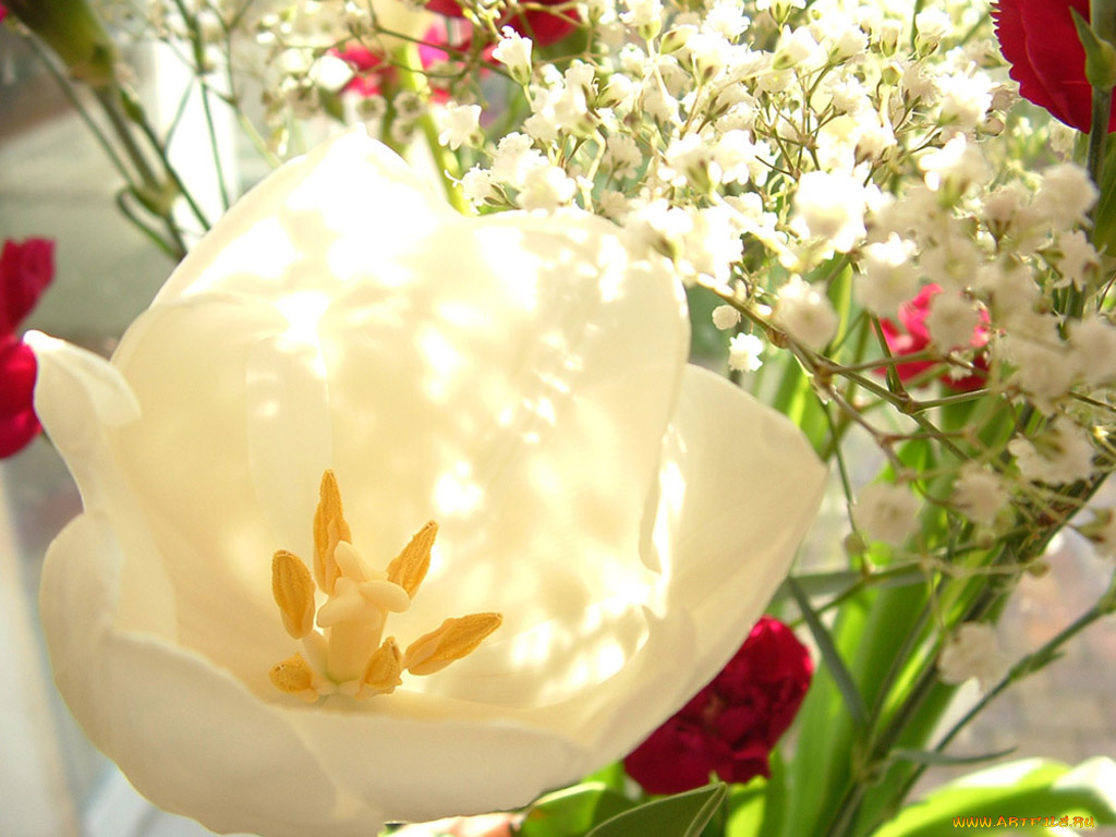 цветы, тюльпаны