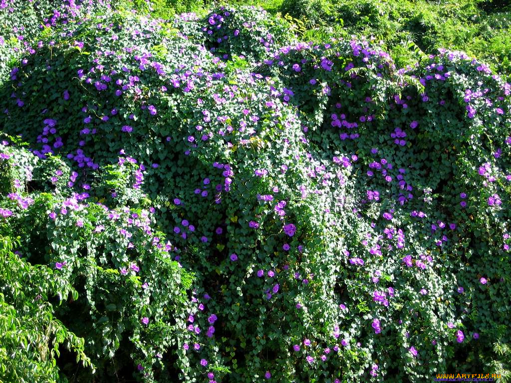 цветы, вьюнки, ипомеи