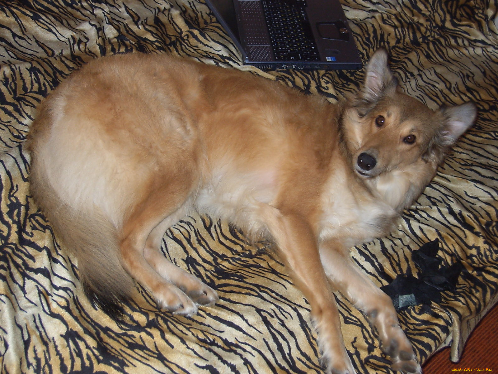 животные, собаки