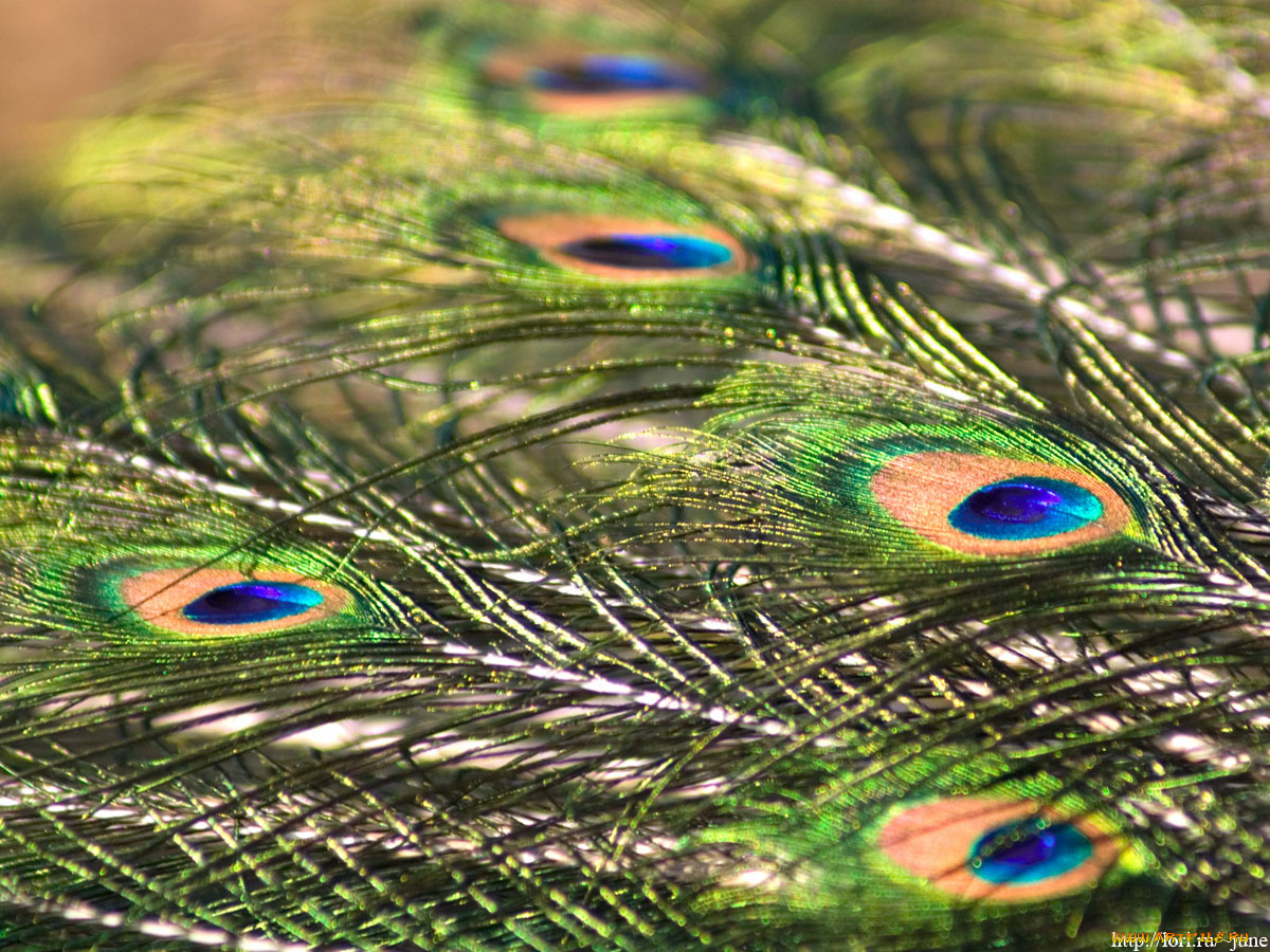 перо, павлина, разное, перья