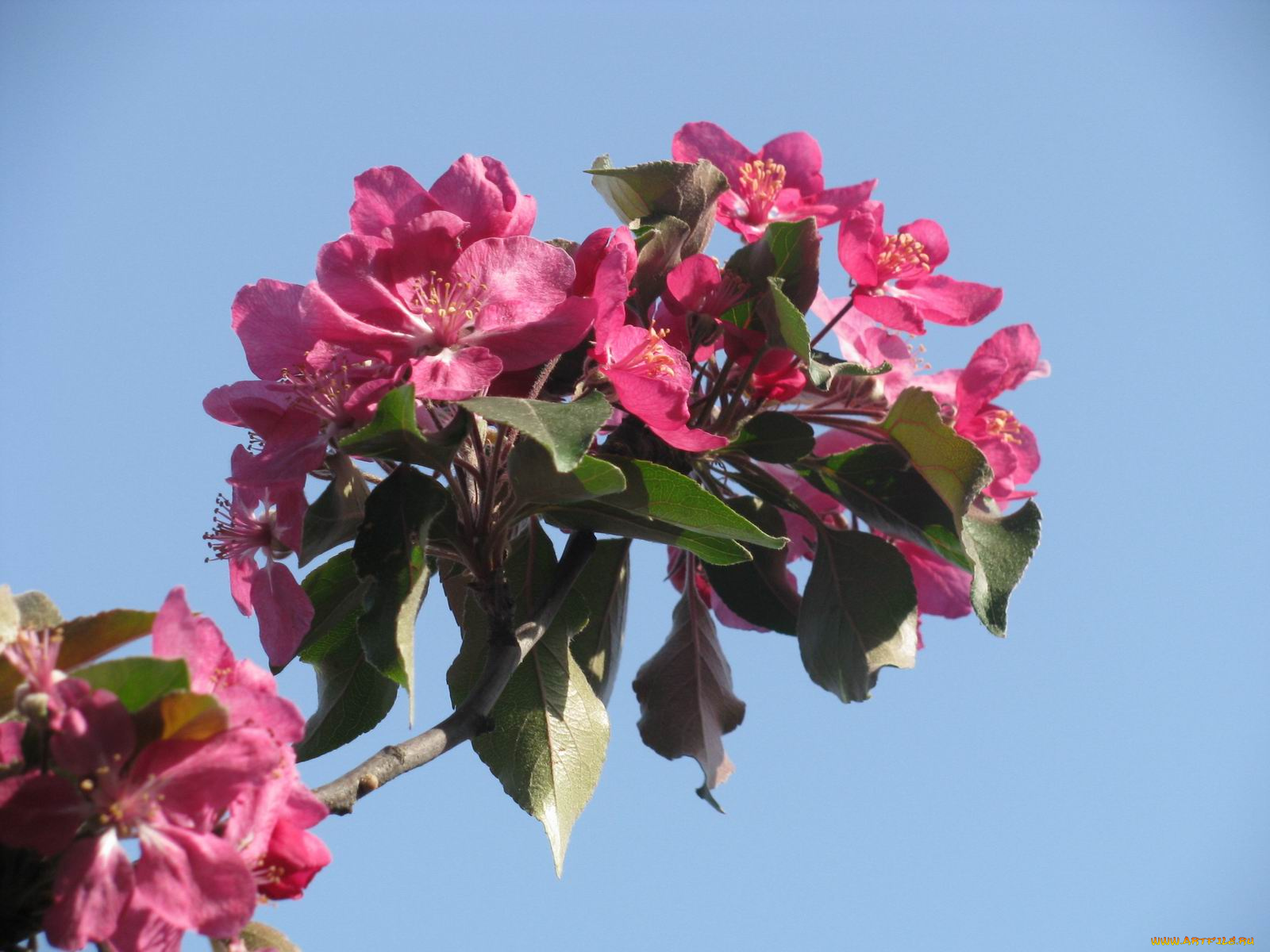 цветы, цветущие, деревья, кустарники