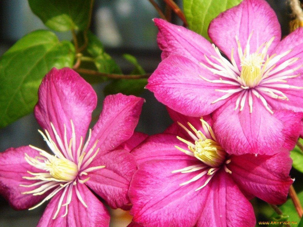 цветы, клематис, ломонос