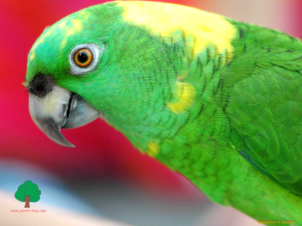 животные, попугаи