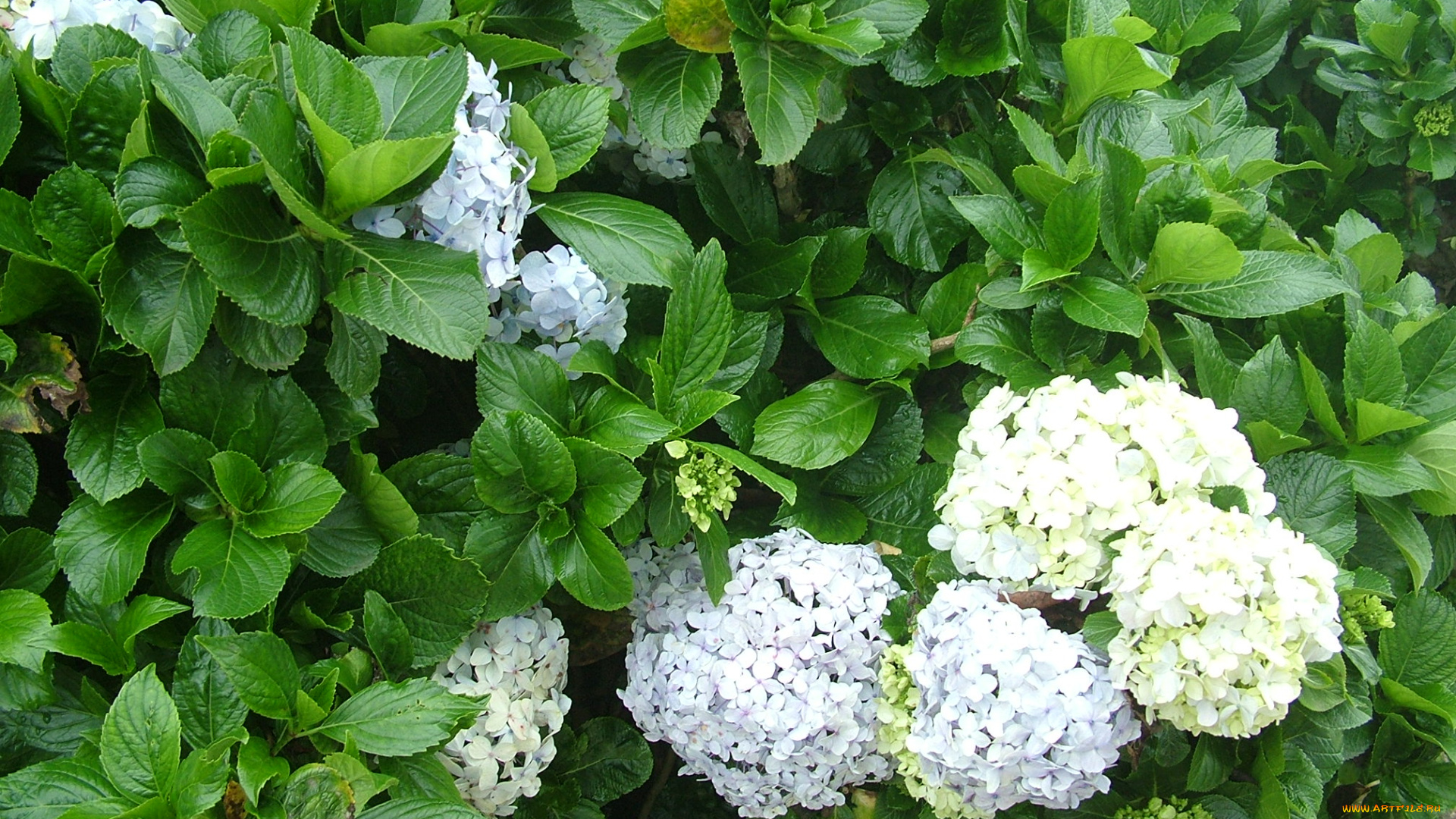 цветы, гортензия
