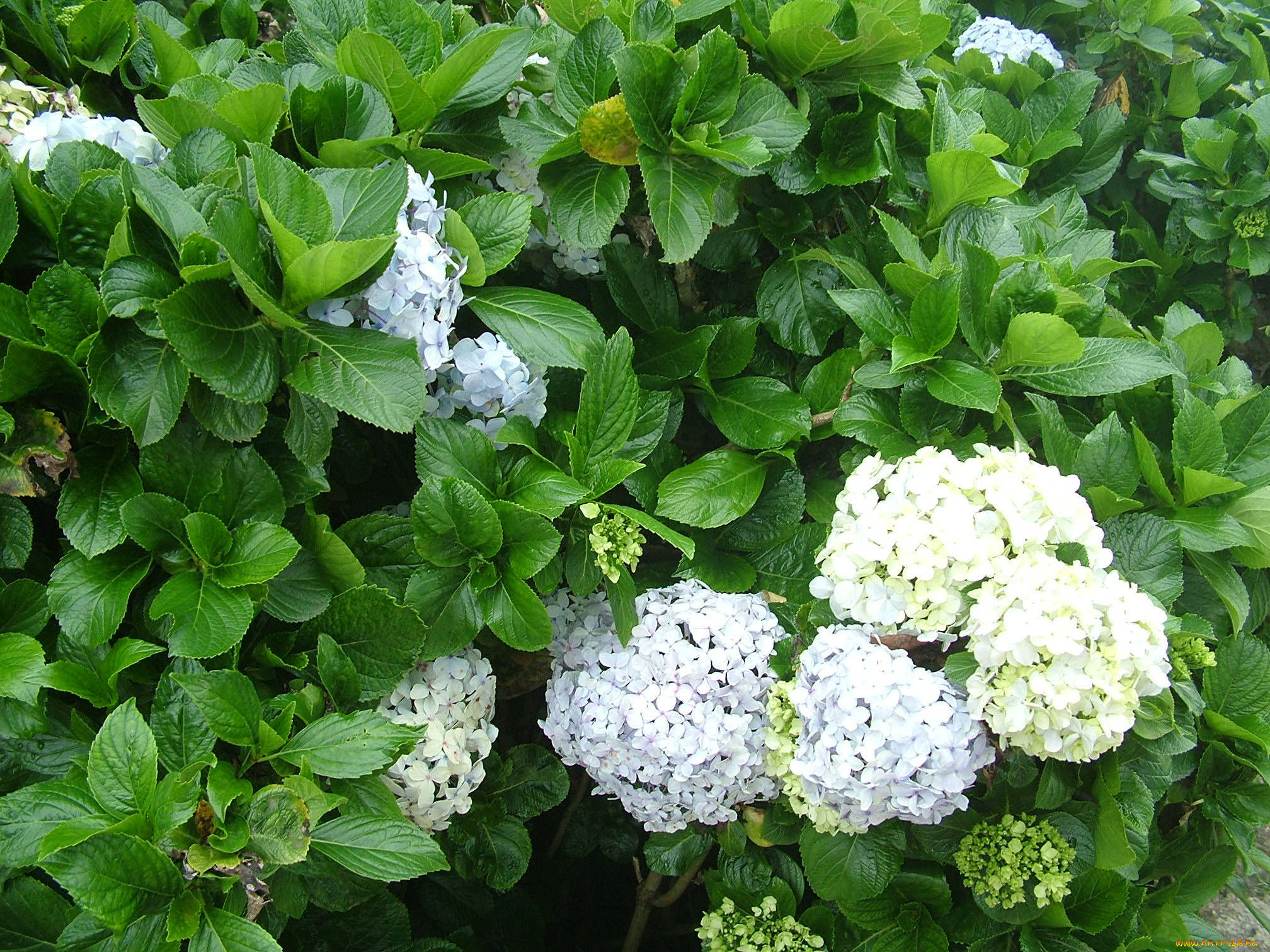 цветы, гортензия