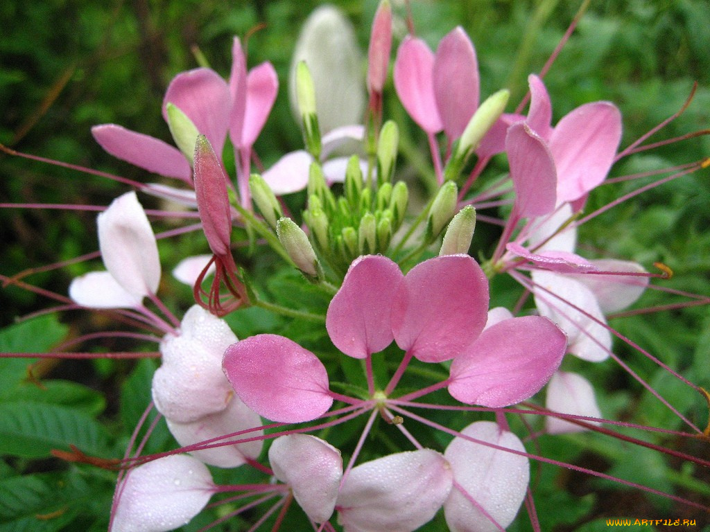 клеома, цветы, клеомы