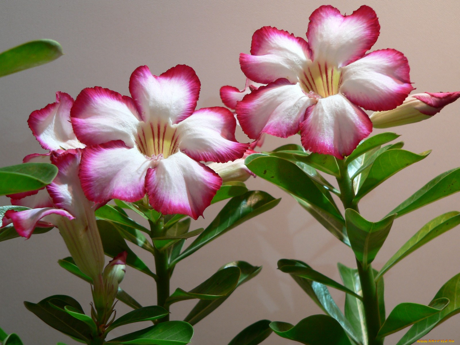 цветы, адениум, пустынная, роза
