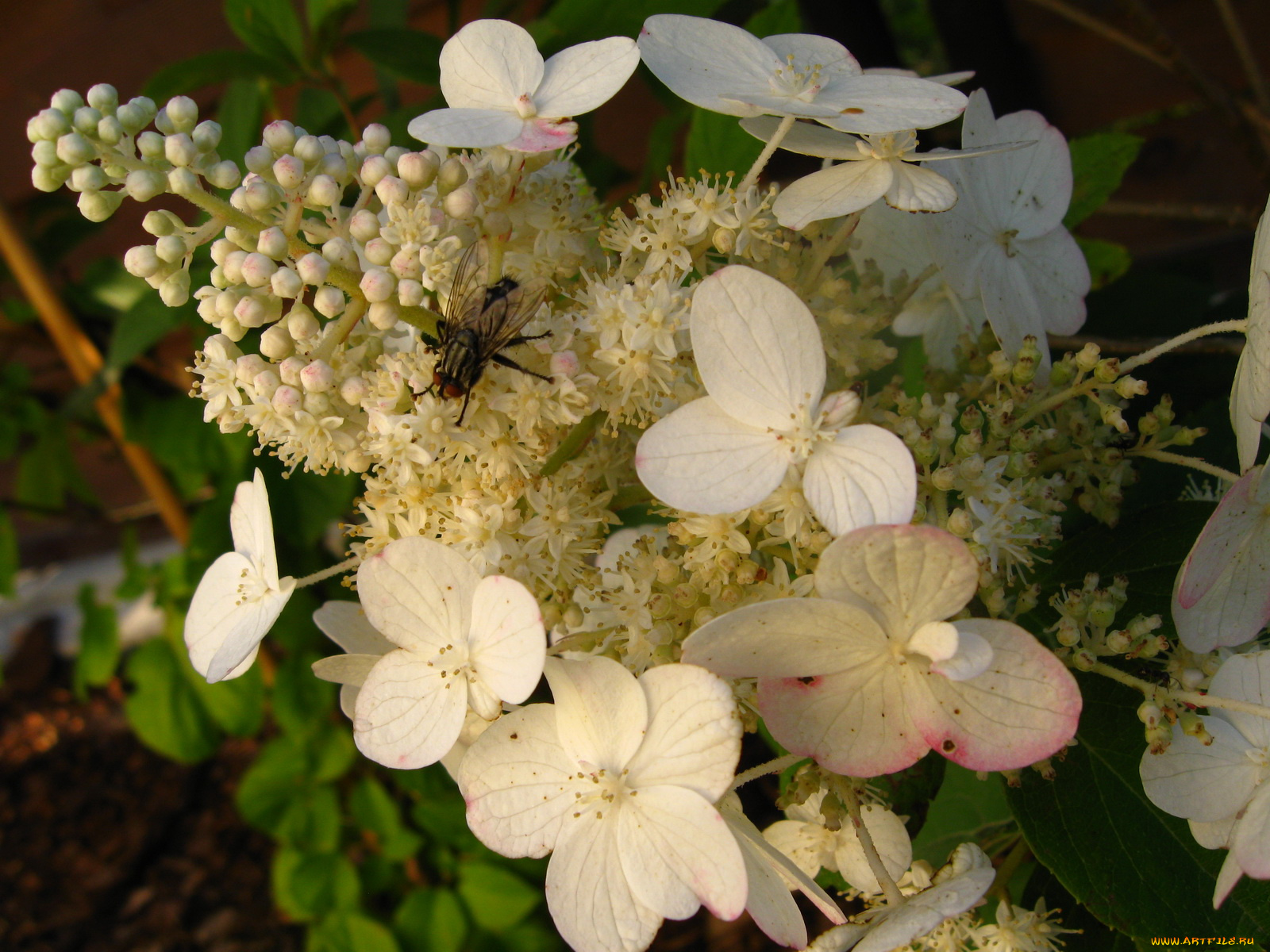 цветы, цветущие, деревья, кустарники