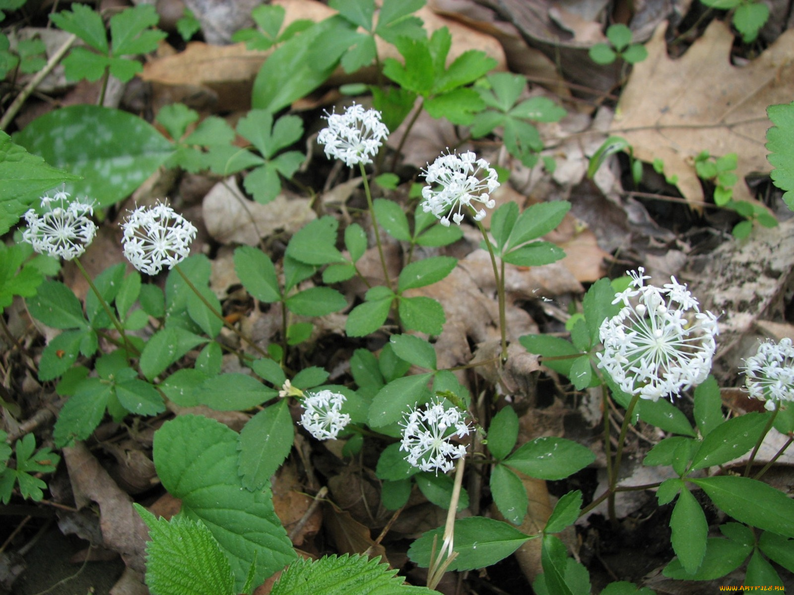 цветы, луговые, полевые
