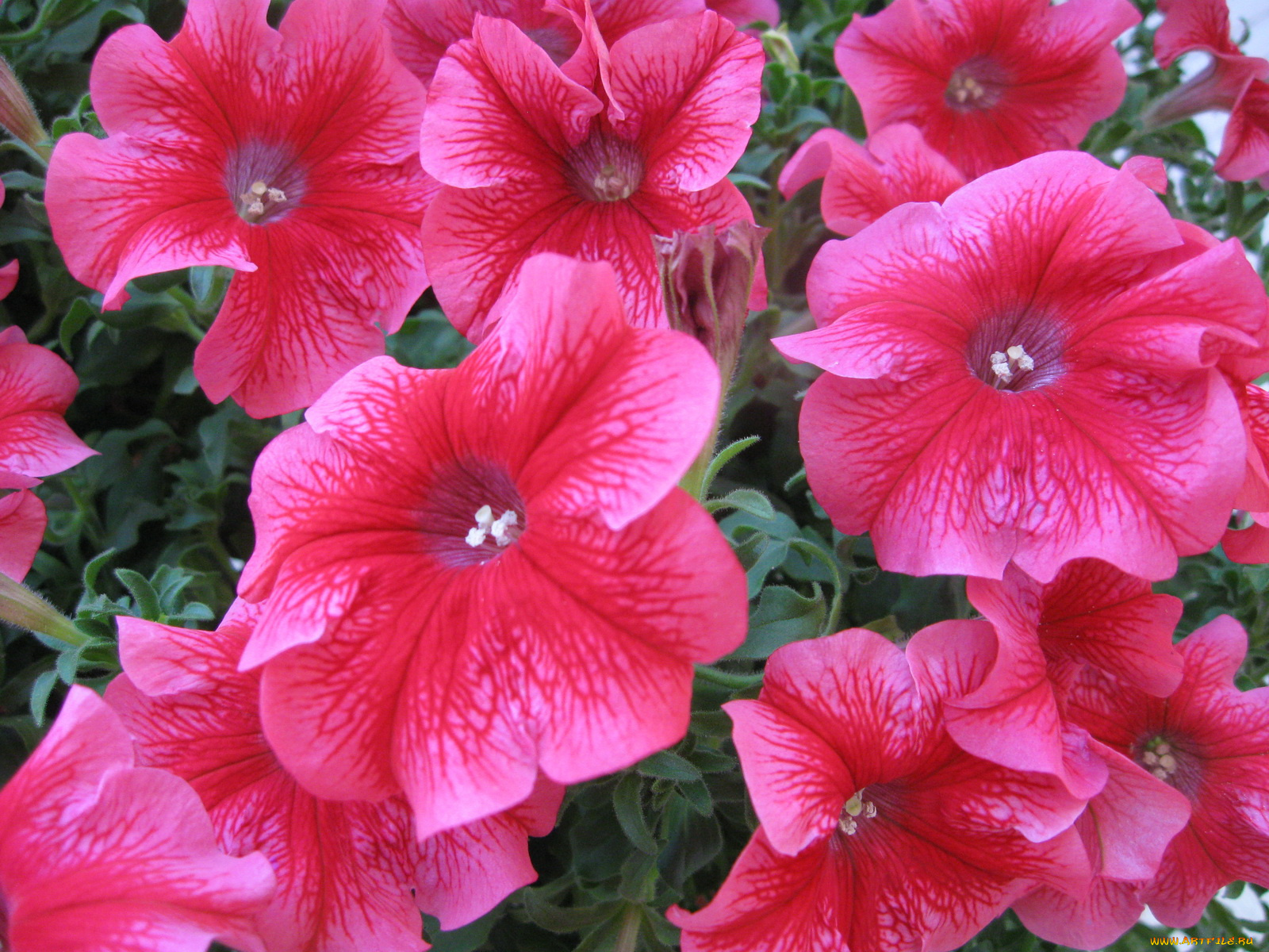 цветы, петунии, калибрахоа