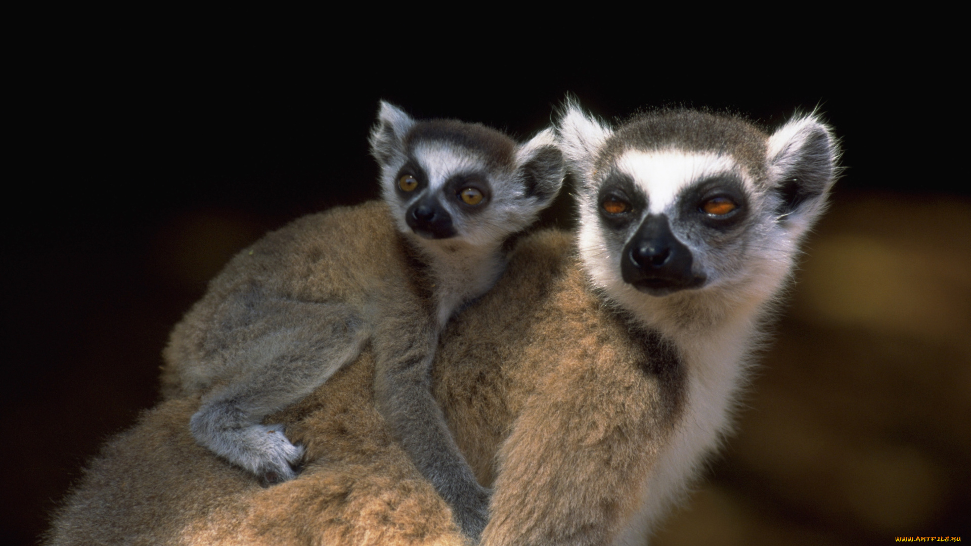 животные, лемуры